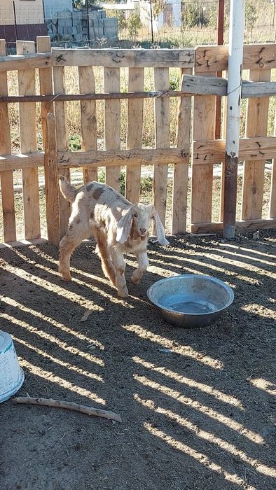 асыл тұқымды еркек лақ сатылады.