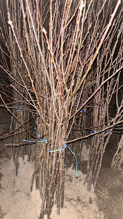 Pomi Fructiferi Certificați