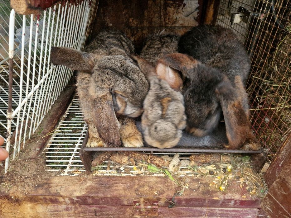 Iepuri Berbec German / Urias German