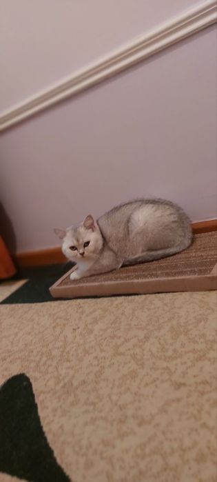 Срочно Продаётся Британски Серебристая Шиншила