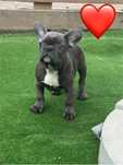 Mascul buldog francez blue