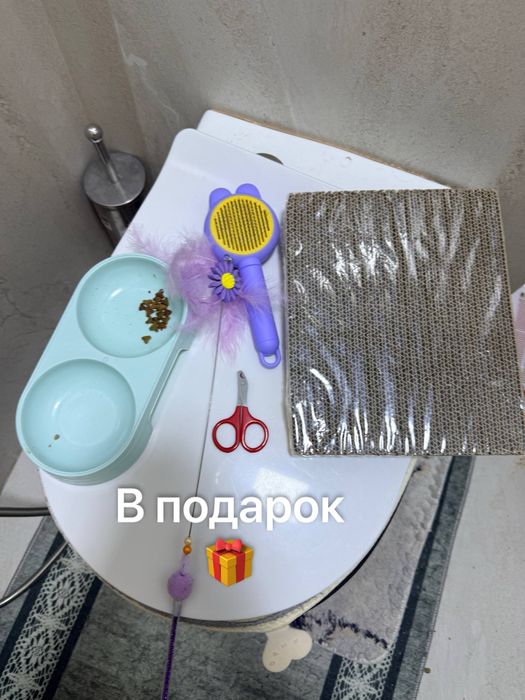 Срочно продаёться Британский  котёнок