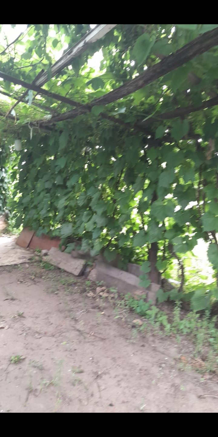 продам дачу. СО Мичуринец