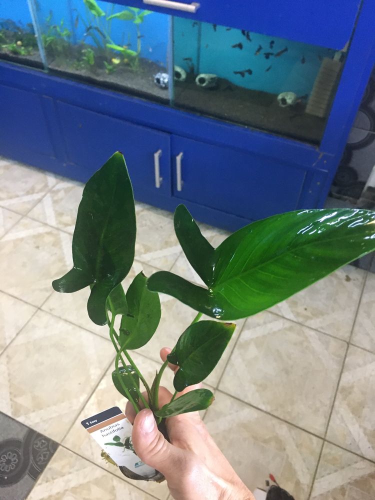 Anubias planta