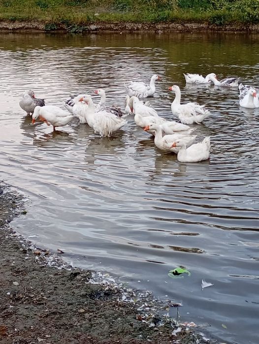 Vind gâște rominesti