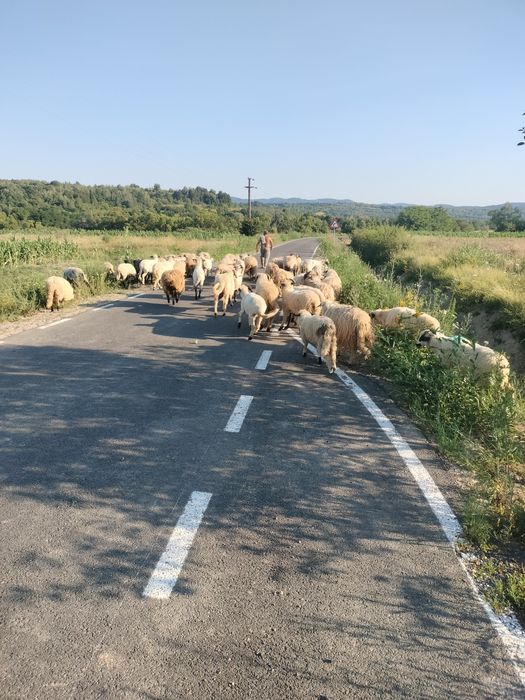 Oii Țurcane de vânzare