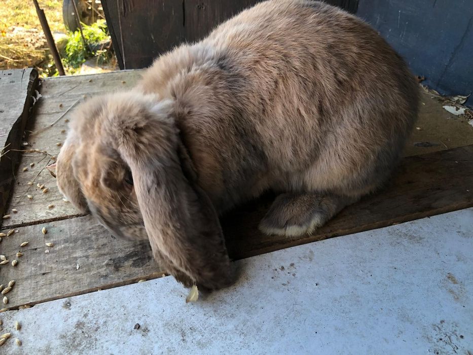 Iepuri berbec german Rasa pura