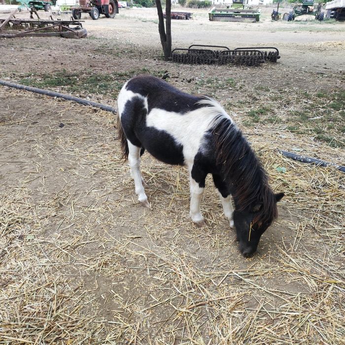 Ponei mascul ( fabricatie aprilie 2025)  3200 lei