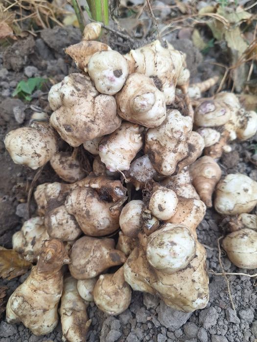 Продам Тапинамбур белый!