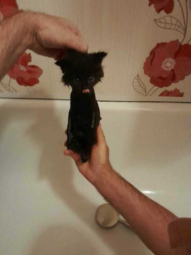 Котятки ищут дом
