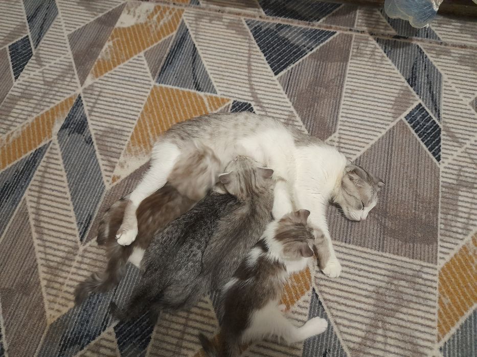 Продаётся  котята