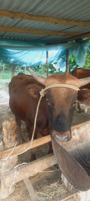 Buqa sotiladi boqildigan Бука