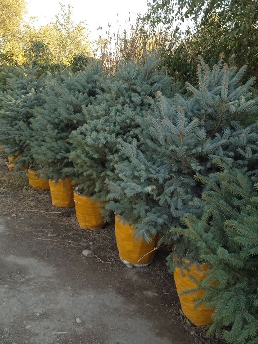 Арча гул кучатлари