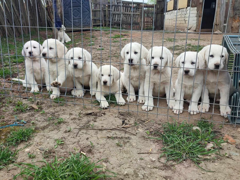 Mascul Asia centrala certificat pedigree