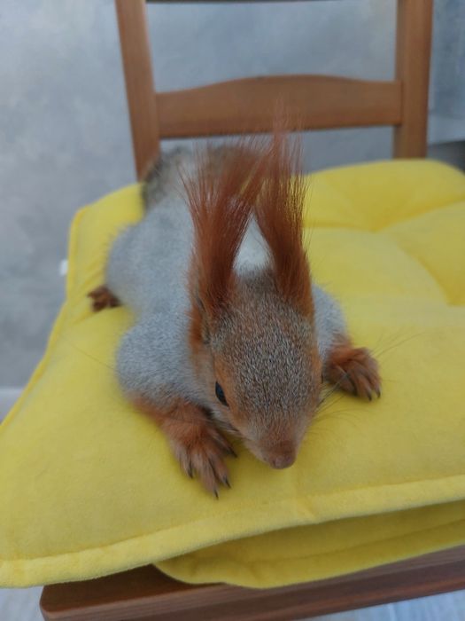 Продам белку можно сказать ручная