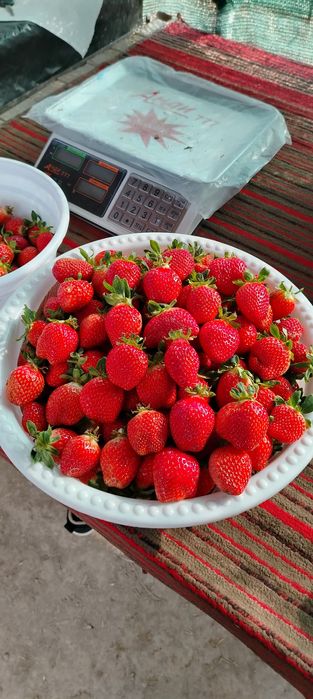 Корейский кулупнай сотилади. Сорти сольхянг. Теплицаники.