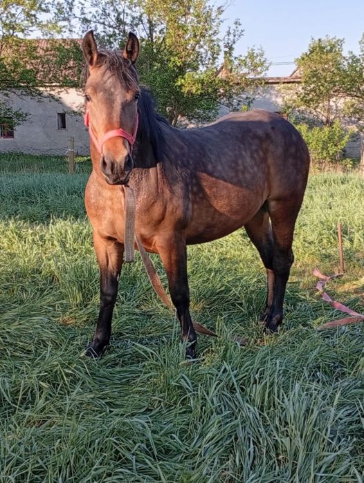 Iapa de vânzare doi ani jumate