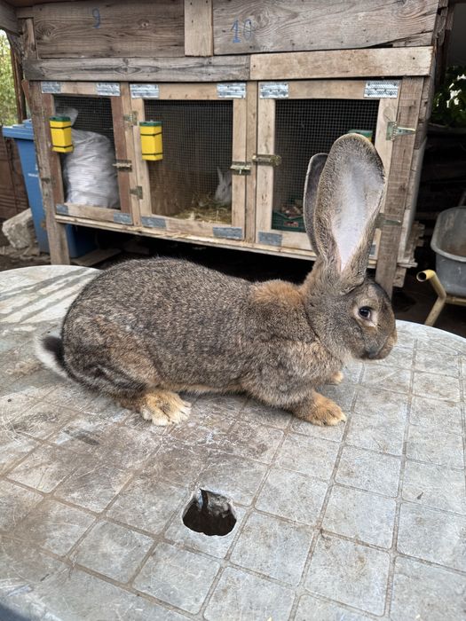 Vand femela urias german gri!