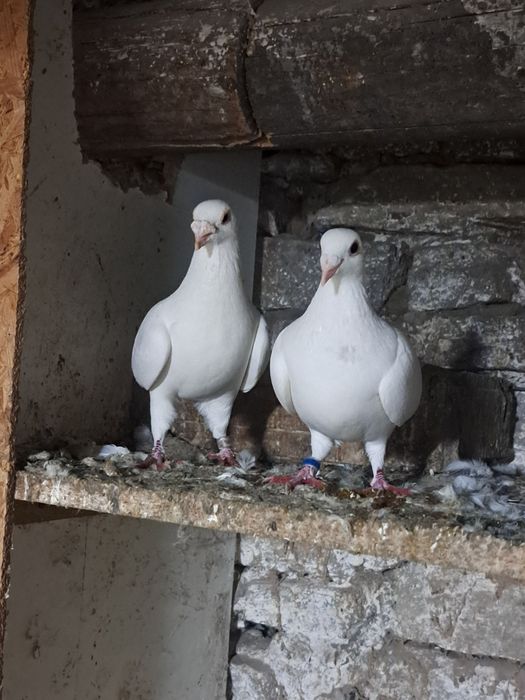 Vând porumbei voiajori