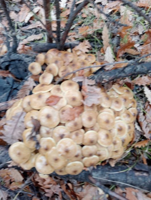 Vând ghebe aduc în timisoara