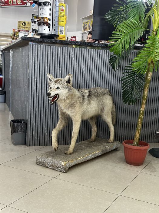 Сувениры каскыр мусінііі