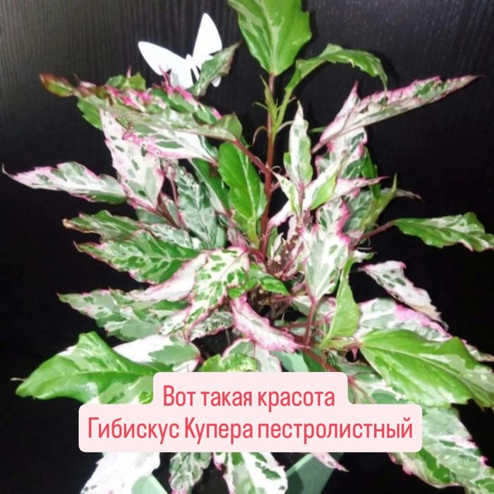 Комнатные цветы.