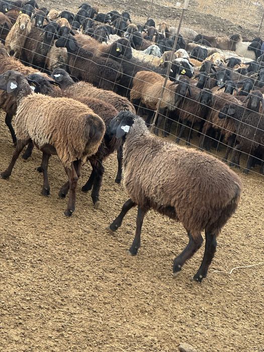 Токты сатылады казаки пародистый гисар