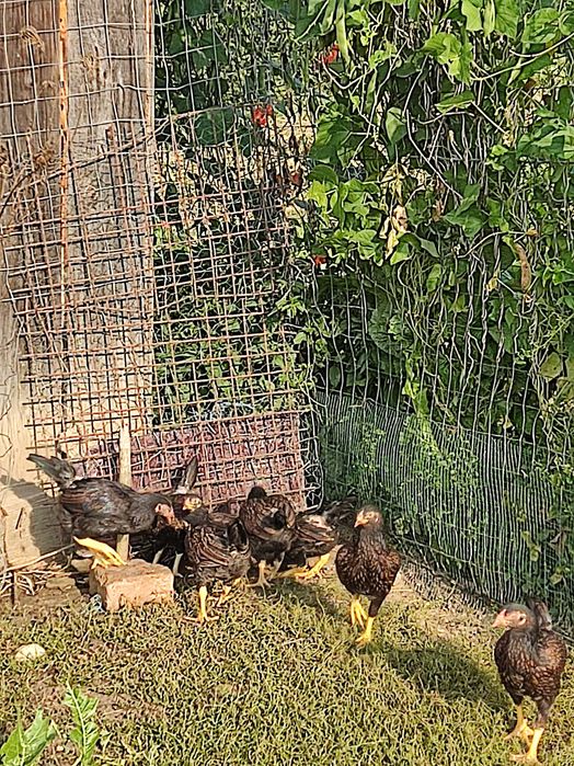 Pui Strumski și pui Combatant Urias