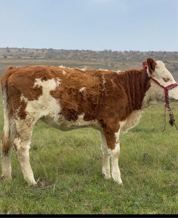 Vand  vitei , nu raspund la mesaje