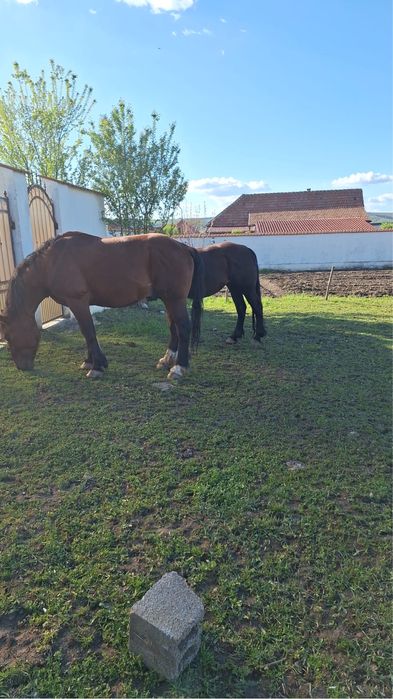 Vand cal in varsta de 5 ani