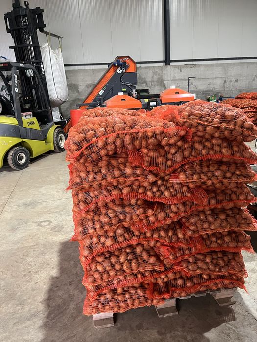 Cartofi samanta clasa B