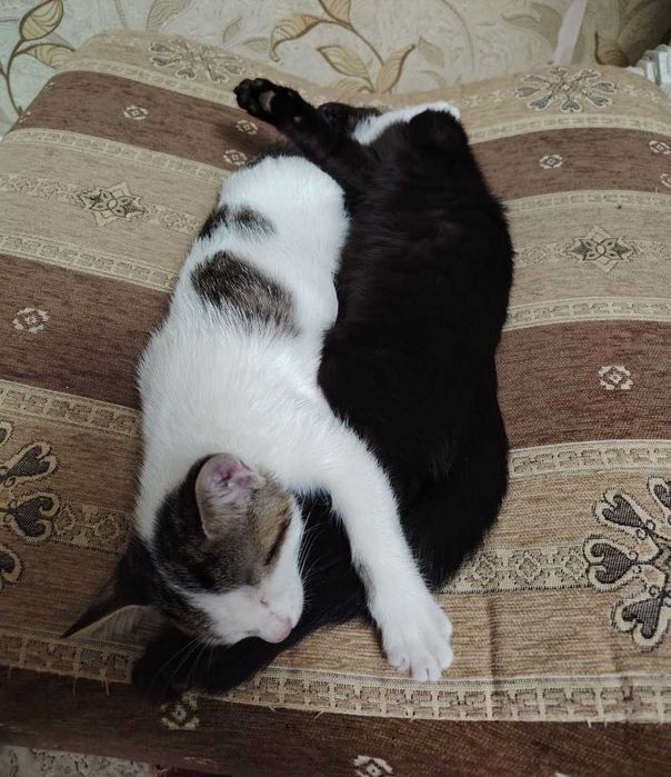 Котята домашние бесплатно в хорошие руки