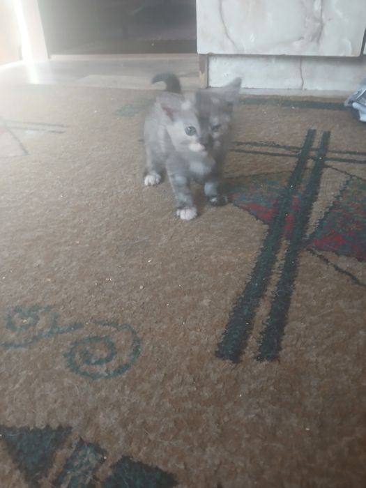 Отдам кошечку в хорошие руки