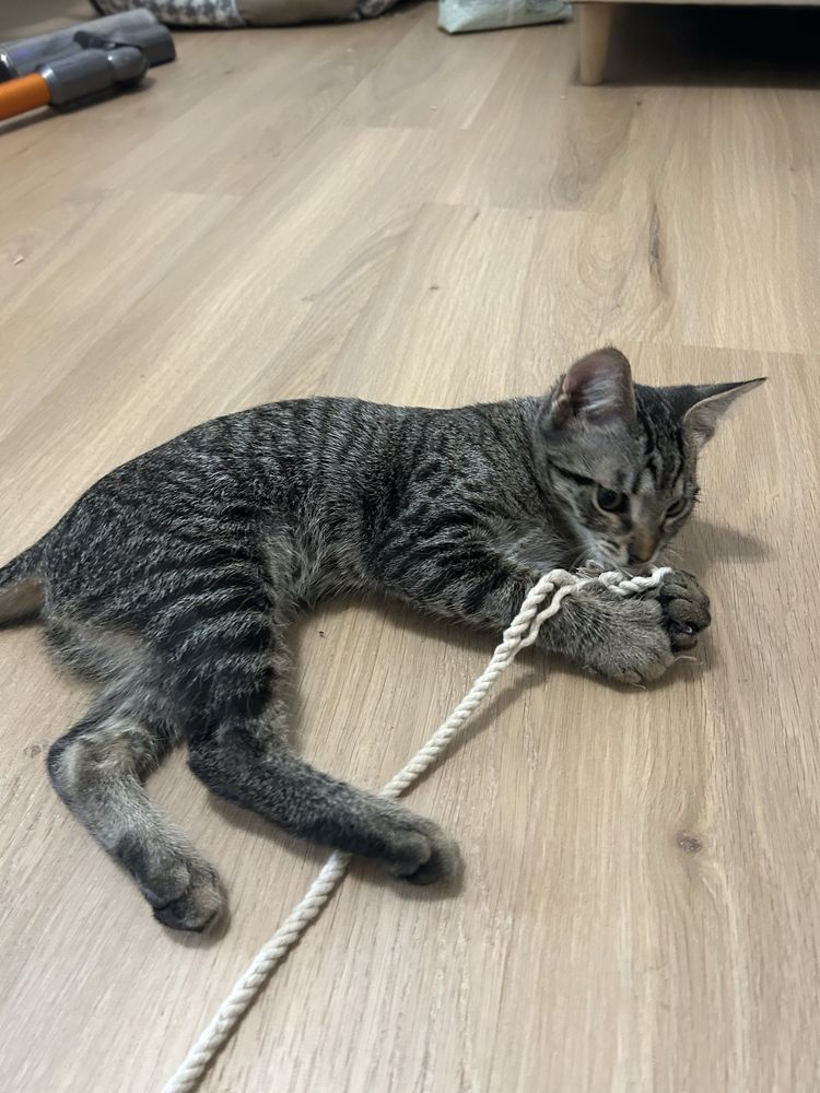 Грозно коте търси дом