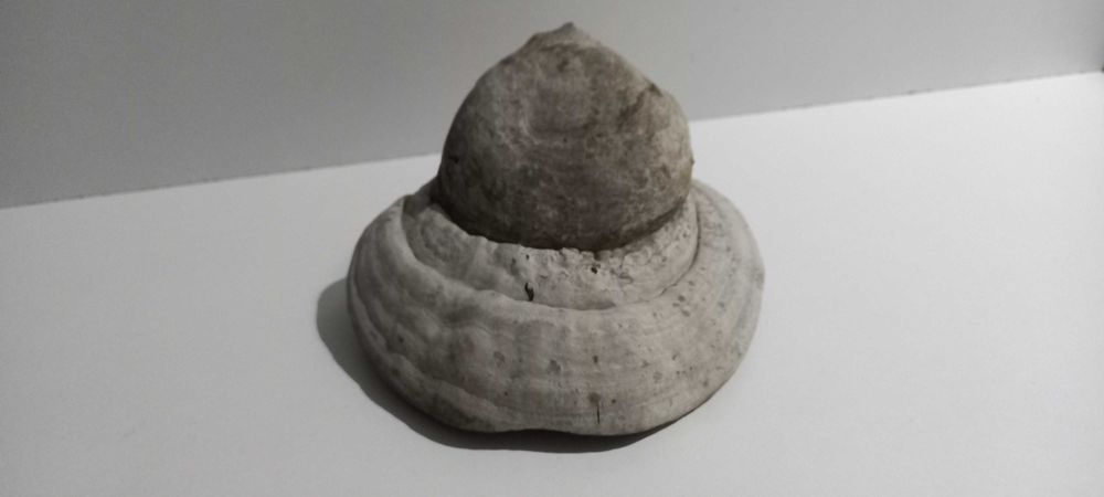 Праханова гъба Дървесна гъба