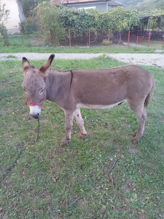 Vând măgar de 2 ani 6 luni