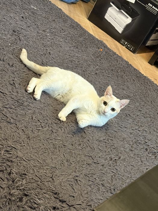 Donez pisica cu carnet de sanatate