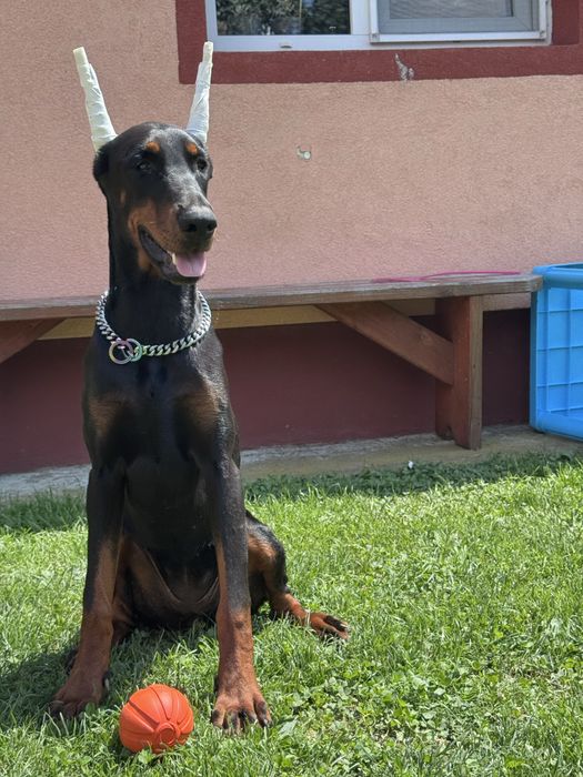 femelă  cu pedigree 10 luni