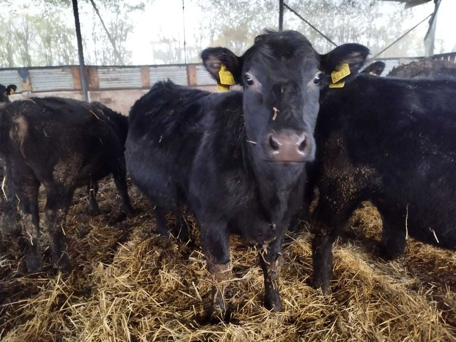 Ferma reproducție  ”MICA FERMĂ”, rasa ABERDEEN ANGUS, vinde