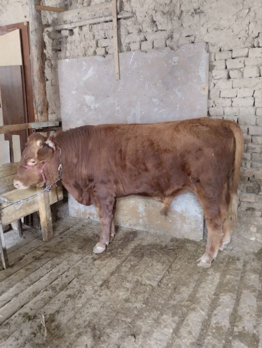 Buqa sotiladi  yoshga tolmagan