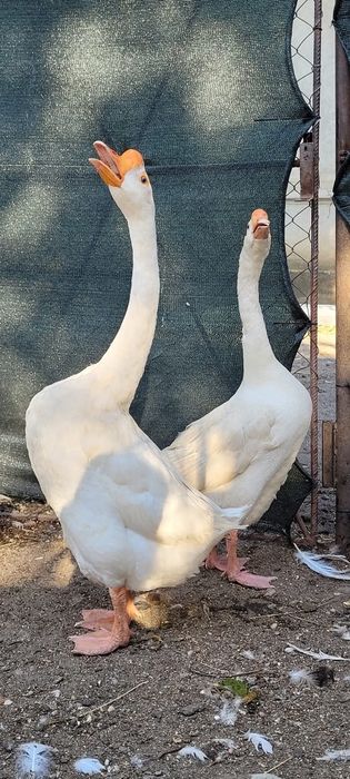 Gascan chinezesc alb rasa pura 2024 / gaste chinezesti