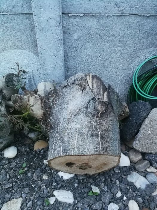 Buturugi, butuci, lemn nuc