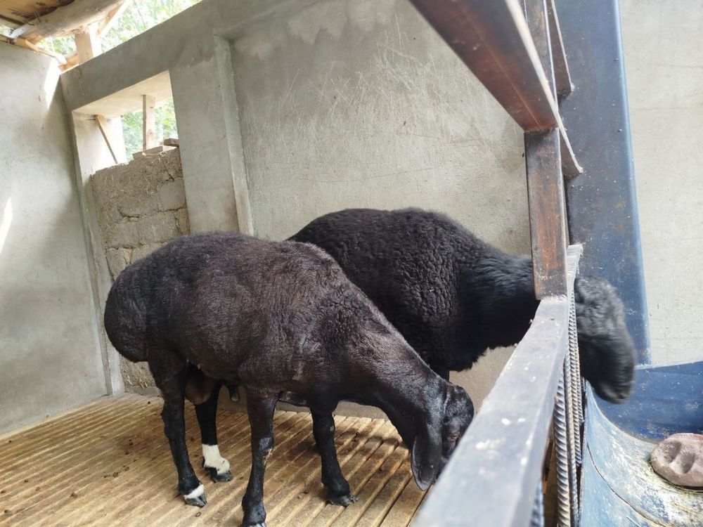 Qurbonlikka qòylar tozza, domashniy, 50 kg +-