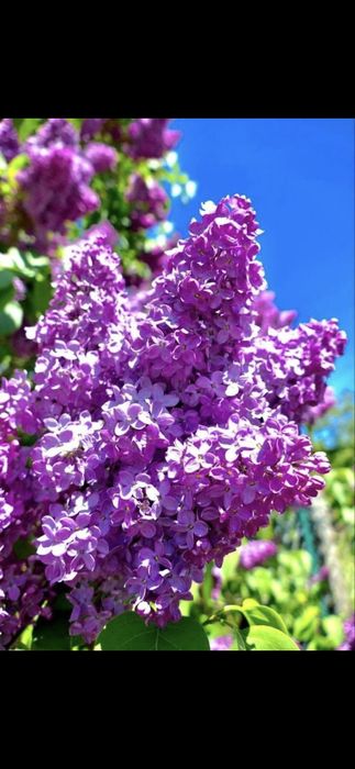 Trandafiri.Liliac.Ciresi.Aluni.Nuci.Prun.Corn.Mar.Meri.Migdal.Coacaz>R