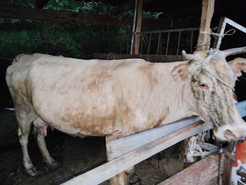 Корова с теленком 2 месяца