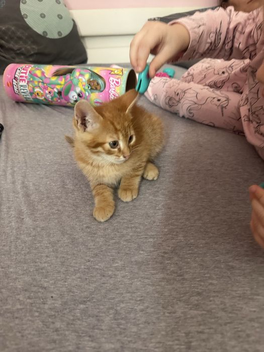 5 pisoi gasiti pe strada spre adoptie.