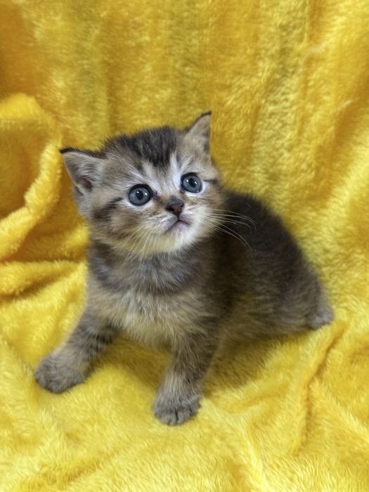 Котята золотые Шиншиллы