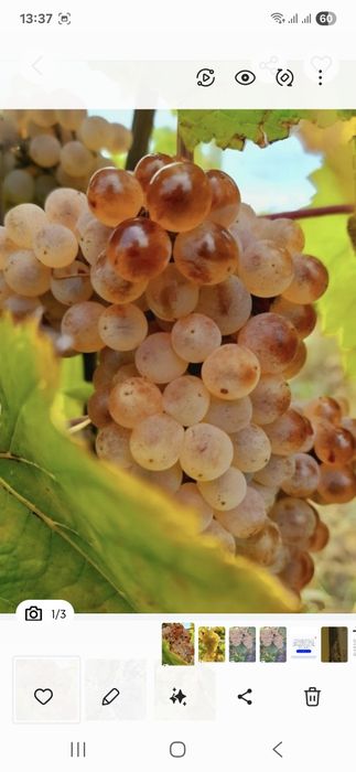Vând struguri de vin productie 2025