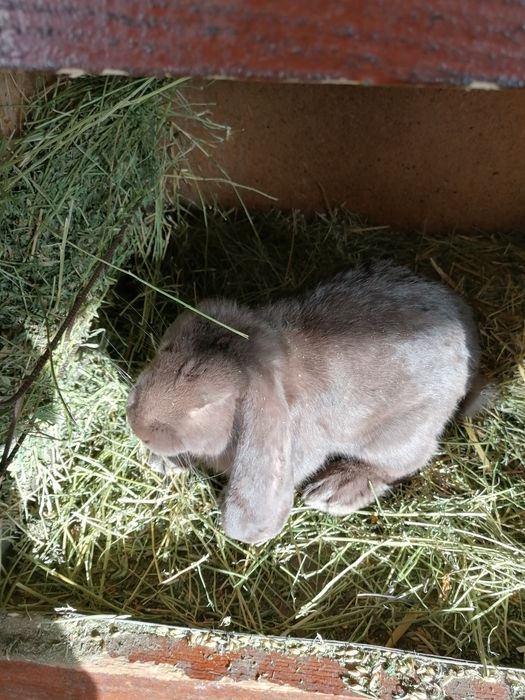 Iepuri rasa Berbec german culoare havana