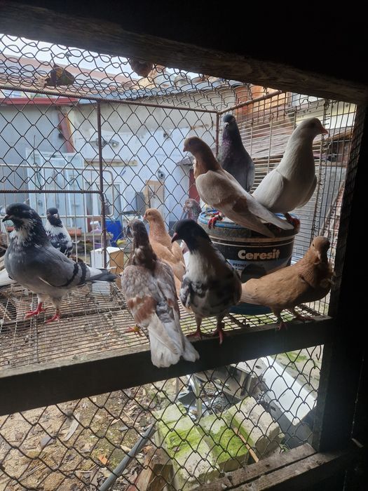 Vand porumbei ploiesteni